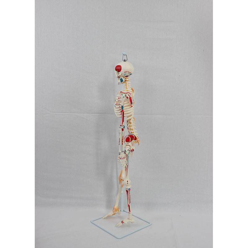 85CM软挂骨骼附半边肌肉起止和带韧带模L型人体骷髅骨架医学模型 - 图1
