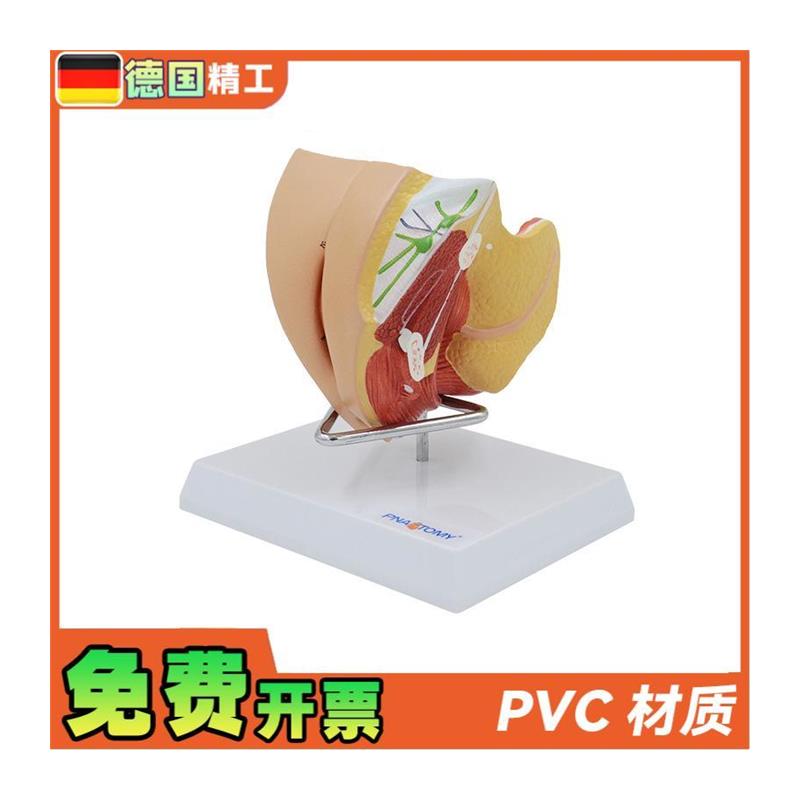 德国】女性子宫j模型卵巢阴道女性内外生殖官模型生殖科妇科演 - 图3