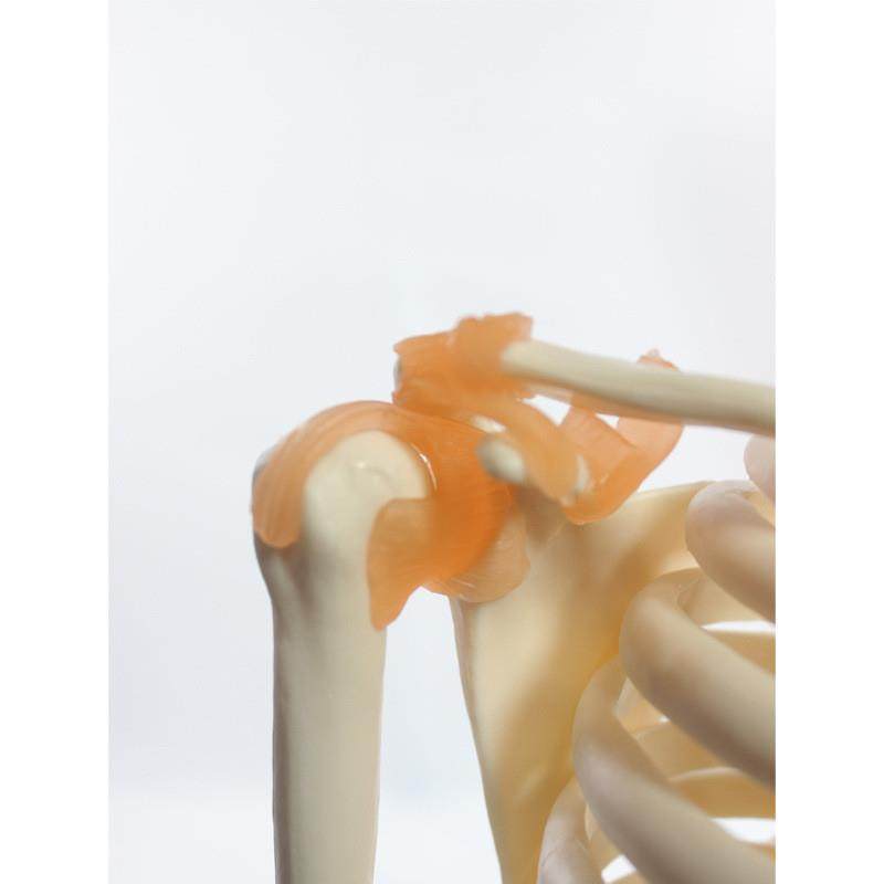 85CM软挂骨骼附半边肌肉起止和带韧带模L型人体骷髅骨架医学模型 - 图0