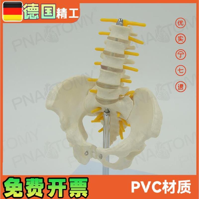 小型5节腰椎带骨盆脊神经骨骼A模型教学妇产科骨科疼痛科标本 - 图1