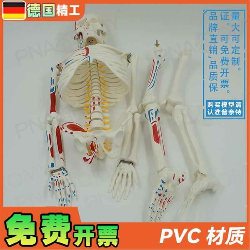 德国】85cmi全身人体骨骼模型可拆卸可活动肌肉着色脊神经椎间盘 - 图1