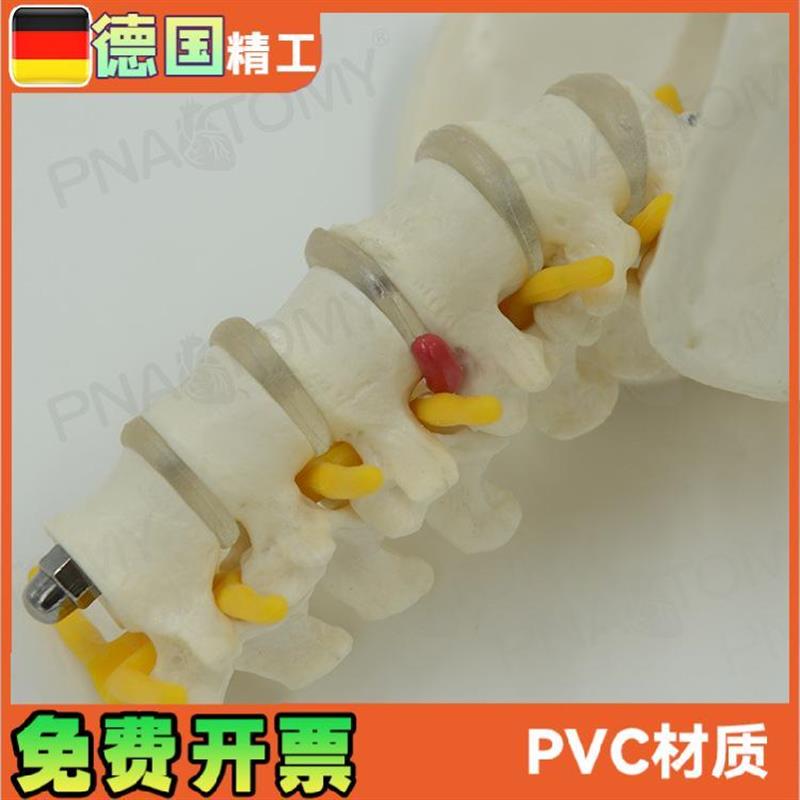 小型5节腰椎带骨盆脊神经骨骼A模型教学妇产科骨科疼痛科标本 - 图2