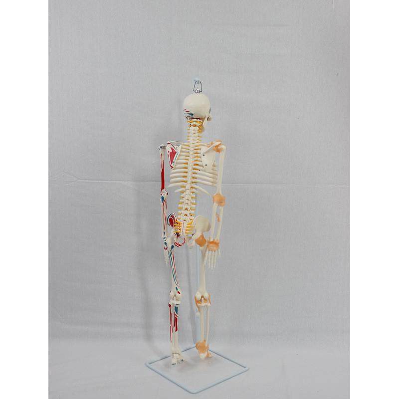 85CM软挂骨骼附半边肌肉起止和带韧带模L型人体骷髅骨架医学模型 - 图2