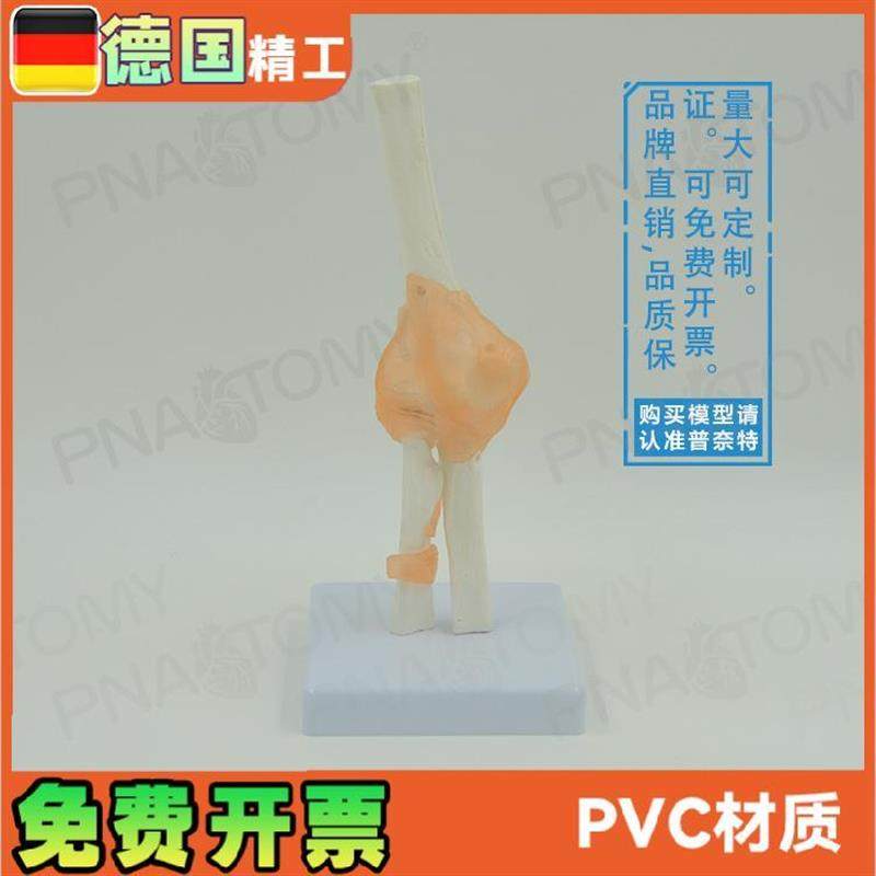 人体肘关节模j型人体骨骼模型骨关节模型运动系统 - 图0