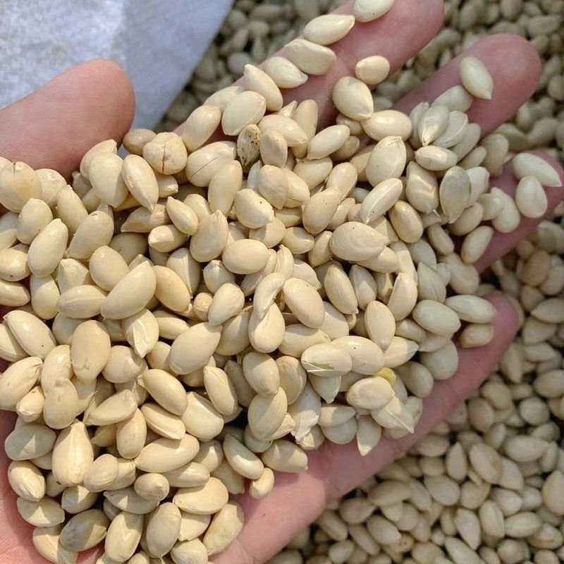 新采枸橘种子枳壳种籽子枸桔积壳树苗嫁接砧木香橙红桔橘篱笆四季 - 图0