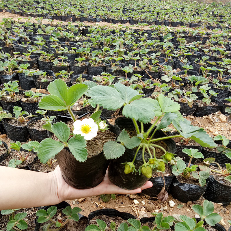 四季盆栽草莓苗室外北方地栽南方阳台草莓盆栽带盆带土当年结果树-图1