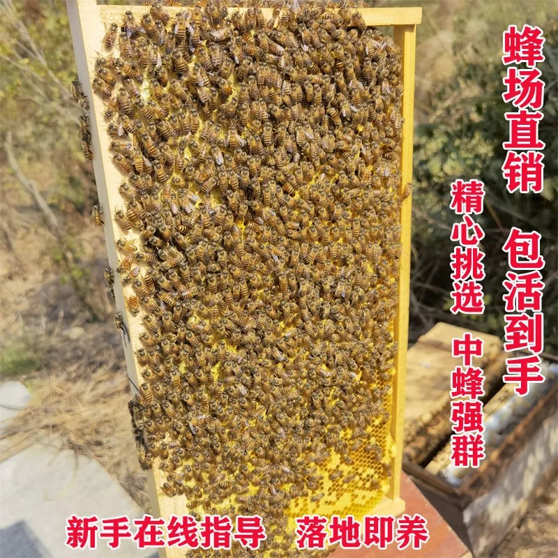 蜜蜂蜂群中蜂蜂群出售带王蜜蜂活群土蜂蜂子中华蜜蜂活体蜂王种王 - 图0