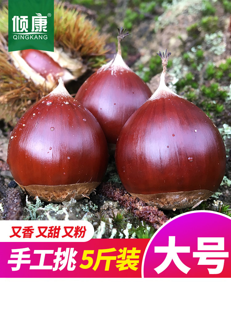 新鲜生板栗栗子锥栗建瓯油栗圆栗农家现摘生栗子毛栗子锥形5斤装_虎窝淘