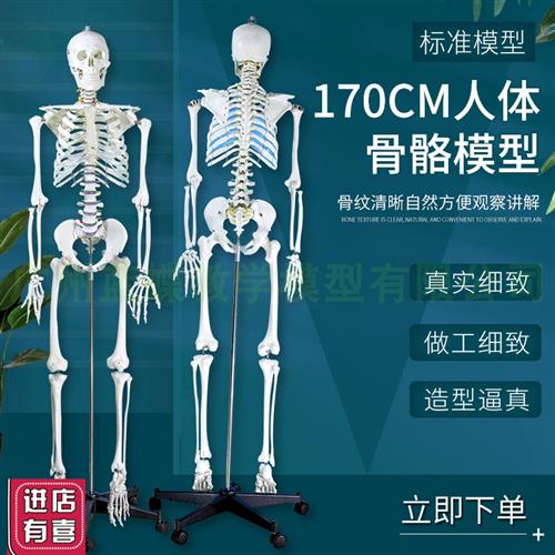 1t80cm170cm人体骨骼模型标准医艺用大骨骼模型纯白色骨架模 - 图0