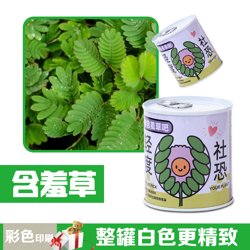 儿童礼物易拉罐植物盲盒桌面小盆栽小学生花卉绿植好养活种子盆栽 - 图2
