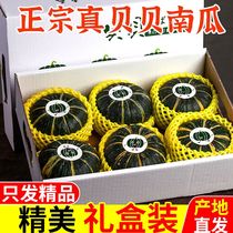 Weight loss Fruit Zhengzong Bebe Pumpkin Plate Chestnut Taste Mini Small Pumpkin Powder Glutinous sweet and soft pregnant woman Baby coveting mountain