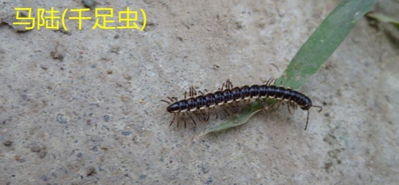 2瓶/植物花卉杀虫剂土壤除花盆小飞虫黑驱虫专灭花土盆栽室内通用