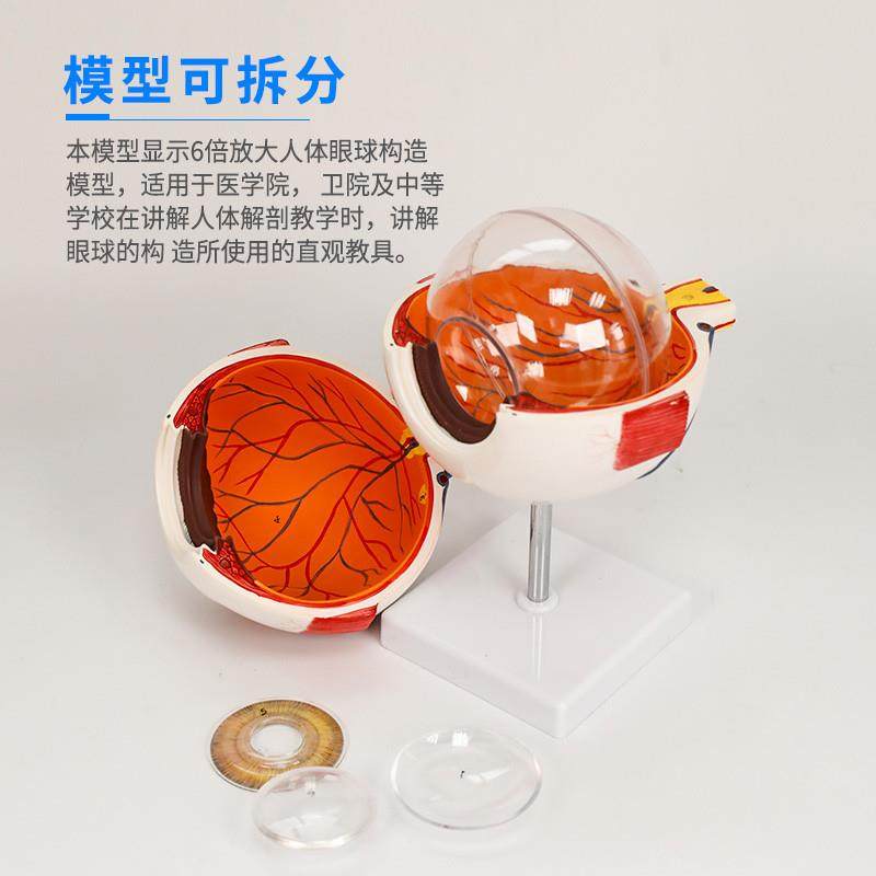 医博人体眼球模型眼睛眼球结构解刨模型放大6倍医用人体眼球模型,淘宝优惠券,粉丝福利购,淘宝优惠卷