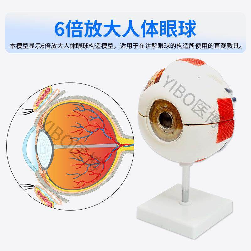 医博人体眼球模型眼睛眼球结构解刨模型放大6倍医用人体眼球模型,淘宝优惠券,粉丝福利购,淘宝优惠卷