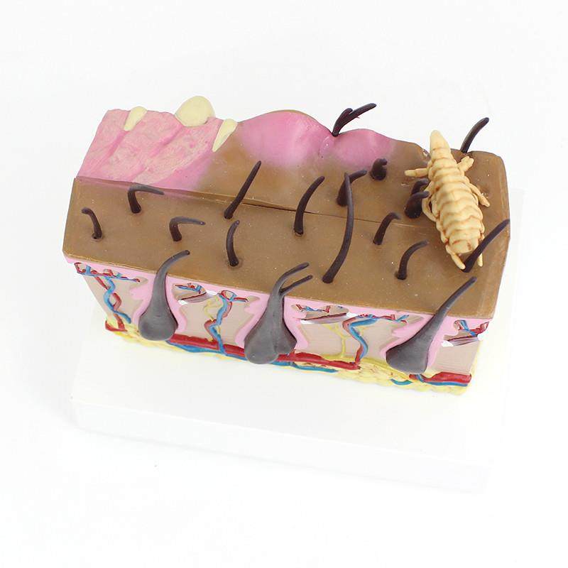 ENOVO颐诺狗皮肤模型犬跳蚤咬伤犬皮肤宠物狗皮肤解剖模型犬皮,淘宝优惠券,粉丝福利购,淘宝优惠卷