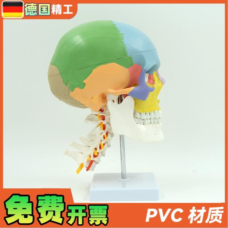 德国】人体彩色头颅骨带颈椎脊神经模型仿真头骨颅骨骷髅骨教学 - 图0