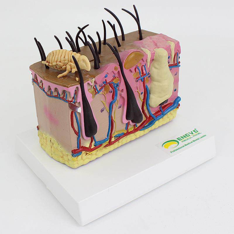 ENOVO颐诺狗皮肤模型犬跳蚤咬伤犬皮肤宠物狗皮肤解剖模型犬皮,淘宝优惠券,粉丝福利购,淘宝优惠卷