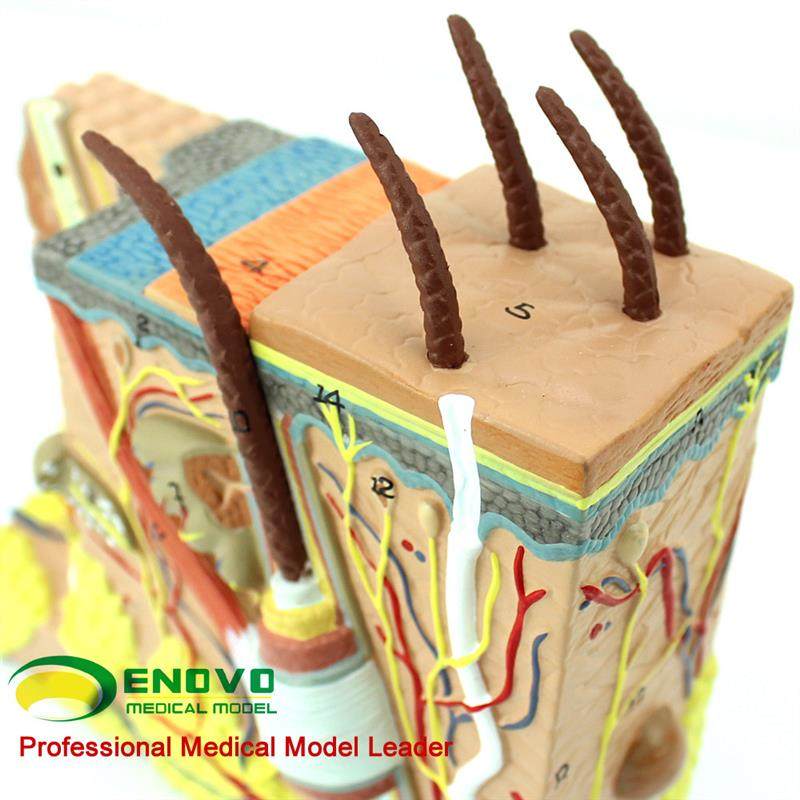 ENOVO颐诺人体皮肤组织解剖放大模型微创皮肤美容美妆整形脸面部,淘宝优惠券,粉丝福利购,淘宝优惠卷