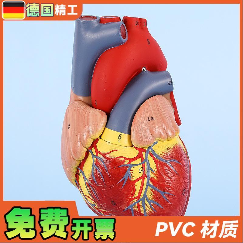 德国】1比1人体自然大心脏解剖模型B超彩超心内科器官教学数字标 - 图2