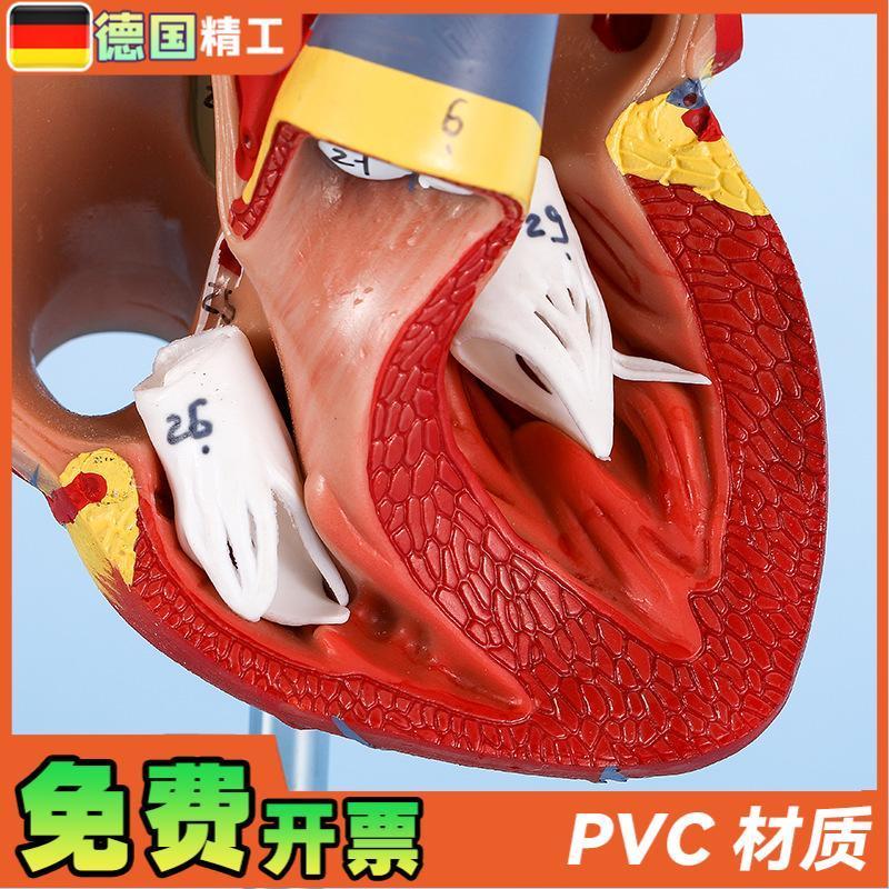 德国】1比1人体自然大心脏解剖模型B超彩超心内科器官教学数字标 - 图0
