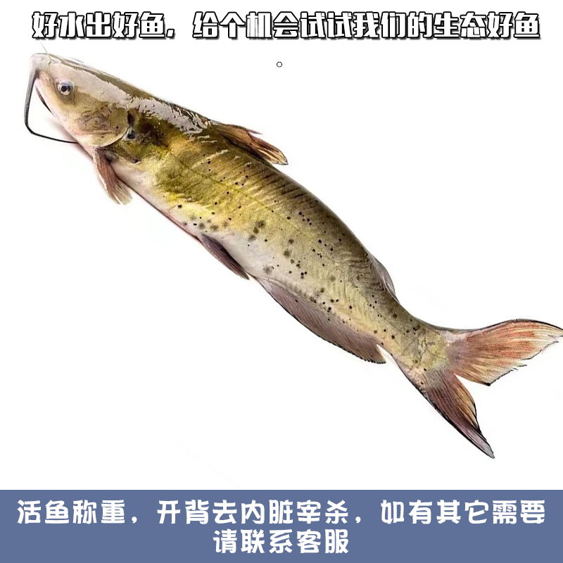 不打烊顺丰微山湖鲜活现杀清江鱼新鲜叉尾鮰鱼江团酸菜鱼烤鱼鲶鱼_虎窝淘