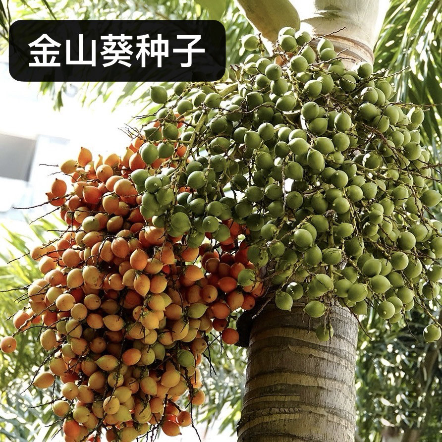 金山葵种子紫金鼠皇后葵果实庭院观赏树紫金鼠菩提文玩菩提原料籽