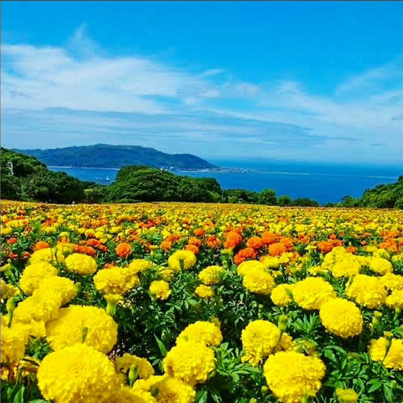 万寿菊花种籽子臭芙蓉菊花籽庭院室外驱蚊花种子5