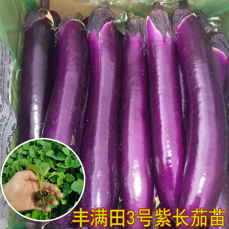 茄子秧苗大全紫红烧烤绿罐白青茄子大全秧苗四季菜蔬菜种籽秧苗孑,淘宝优惠券,粉丝福利购,淘宝优惠卷