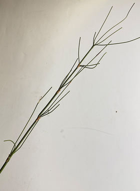 仿真树枝竹枝插花花艺线条