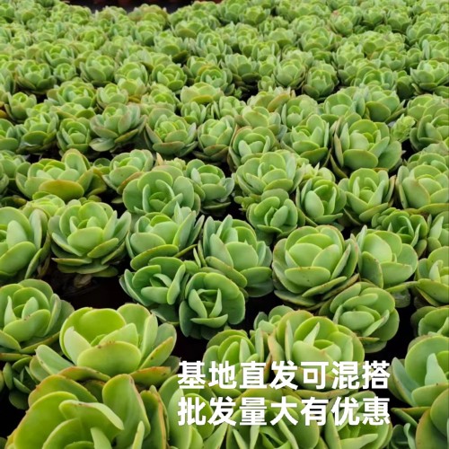 碧桃秋丽淡雪紫乐红布丁多肉植物砍头苗盆栽肉肉花卉绿植露好养 - 图2