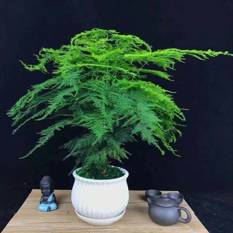 文竹苗盆栽办公室桌面绿植花卉盆景四季常青水培植物室内包邮 - 图2