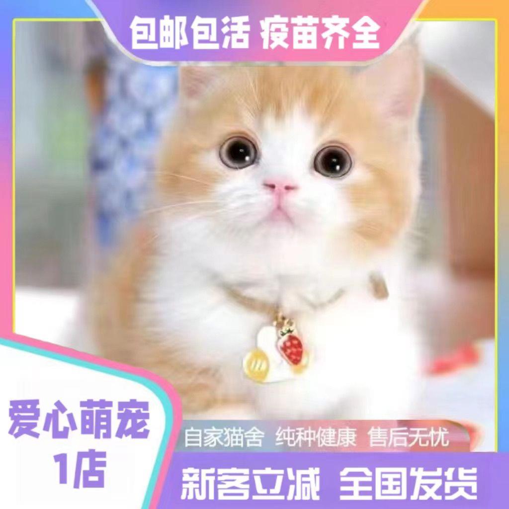 中华田园猫宠物猫橘白猫狸白猫狸猫真猫小奶猫黑白奶牛猫活体家养-图1