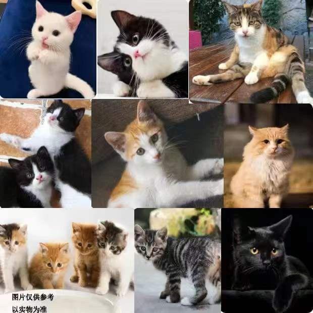 猫咪活物中华田园猫橘白橘猫狸猫狸白猫蓝白猫家猫白猫黑猫奶牛猫 - 图2