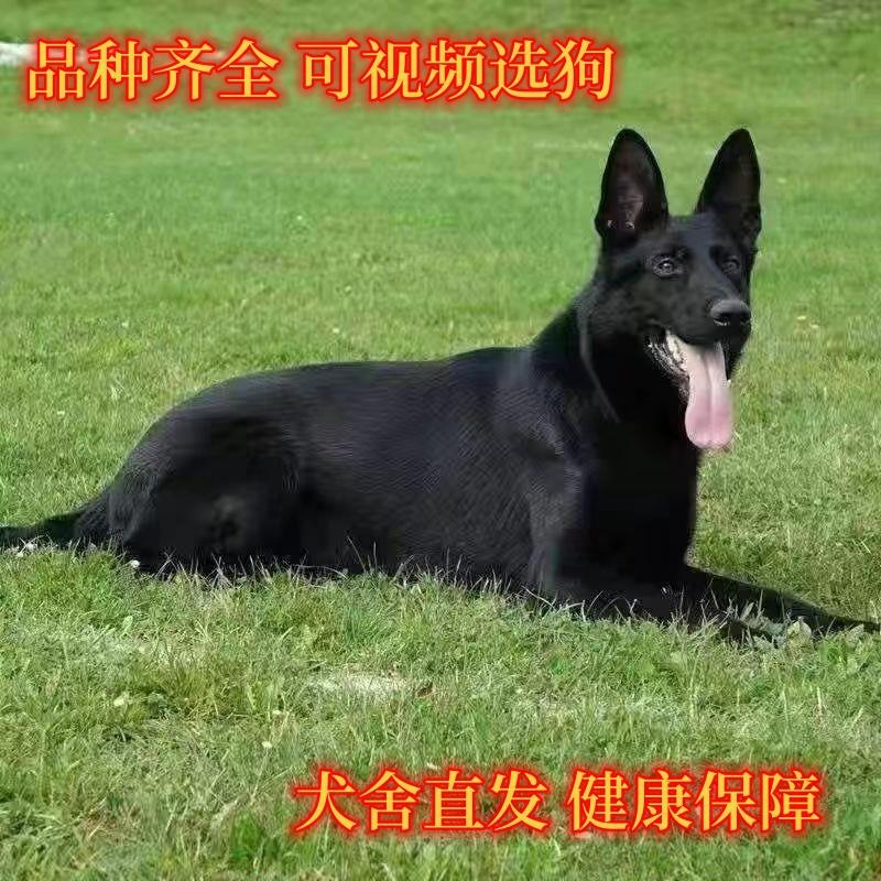 黑狼幼犬墨届看家护院犬黑狼犬幼崽猛犬护卫犬巨型犬狗狗活物犬-图2