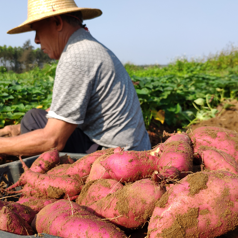 精品果海南澄迈桥头富硒带箱地瓜 果滋谷番薯