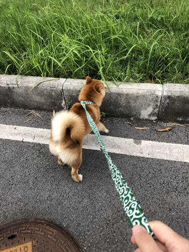 和风唐草纹烫金樱花犬用牵引 遛狗绳狗用牵引绳柯基泰迪柴犬牵绳 - 图1