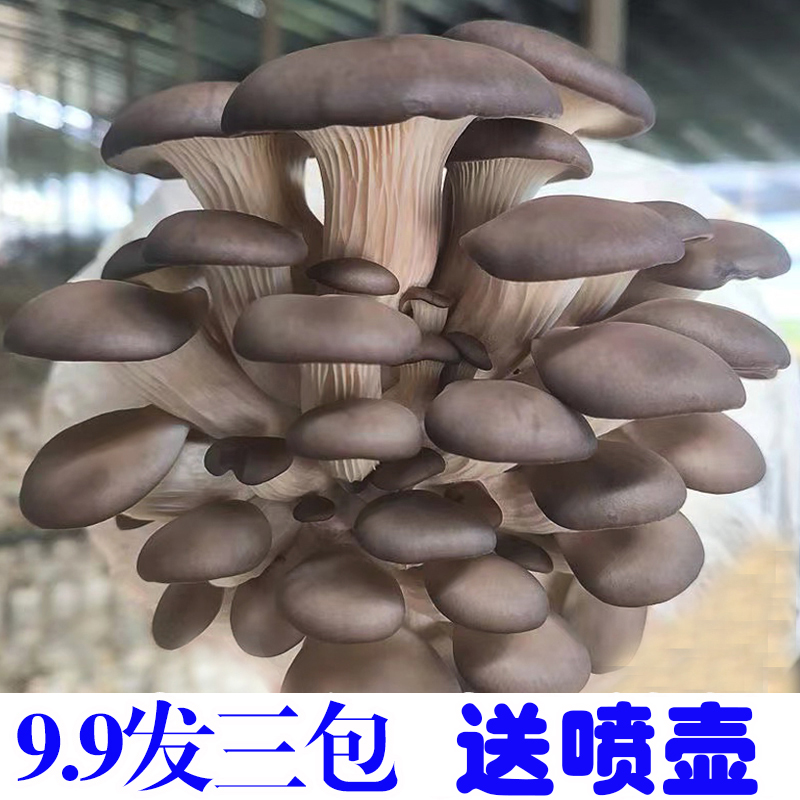 【9.9发3大包】蘑菇菌包平菇四季菌包好养菌菇包种植包食用菌菌棒 - 图2