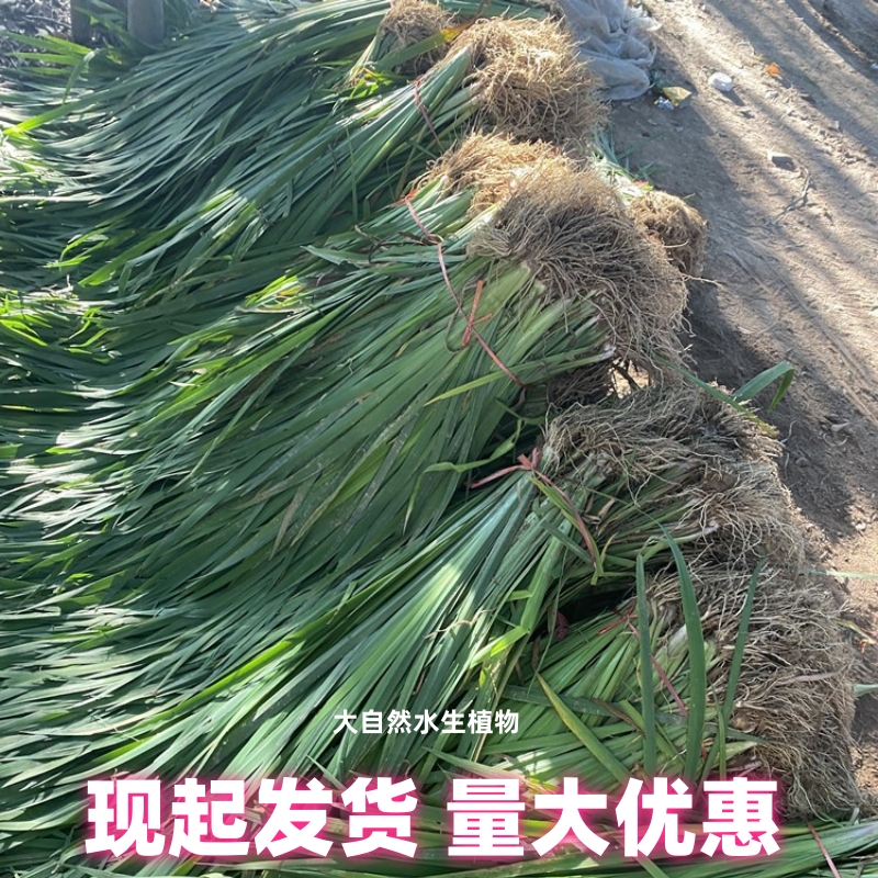 黄菖蒲苗种子黄花鸢尾水生鸢尾花园鱼池假山造景花卉植物净化水质 - 图2