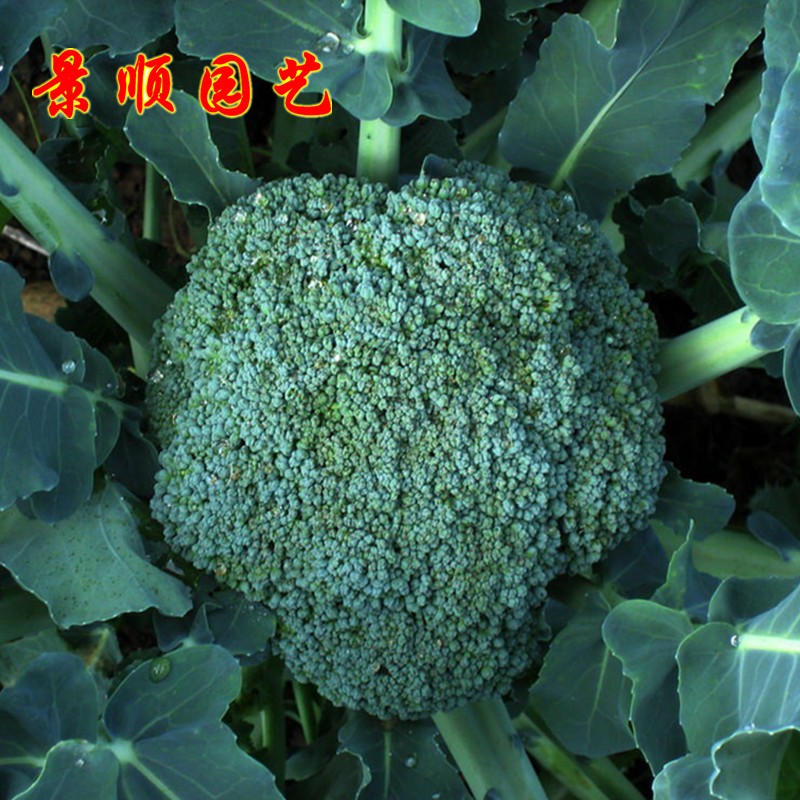 西兰花种籽四季青花椰菜种子绿青花菜秋季蔬菜种孑高产耐寒西蓝花-图1