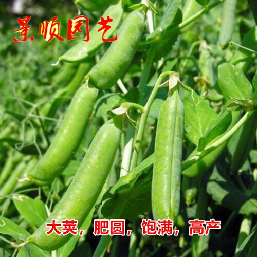 硬荚豌豆种子剥壳麦豆青豆长寿豆甜籽春秋季农家冬豆大田蔬菜种孑 - 图1