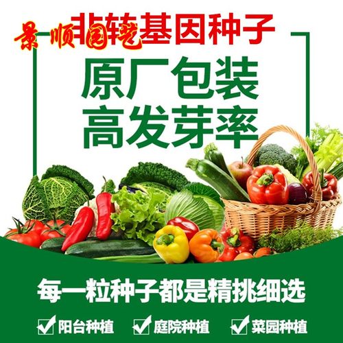 四季大叶白梗空心菜种子水生攀爬蕹菜蓊菜通心菜种籽阳台蔬菜种孑 - 图0