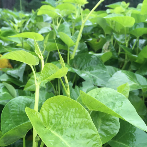 四季大叶白梗空心菜种子水生攀爬蕹菜蓊菜通心菜种籽阳台蔬菜种孑 - 图1