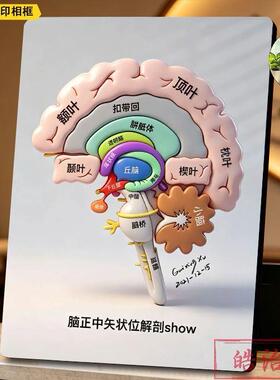 大脑功能分区科学医装饰相