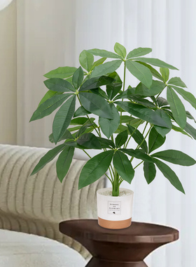 仿真植物无需养护不会枯萎