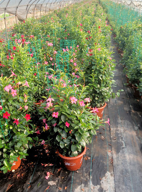 双喜飘香藤盆栽耐热植物四季