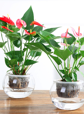 多样办公室观赏盆栽美观清新空气