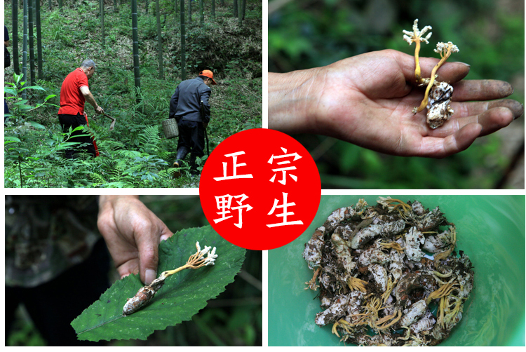 野生金蝉花250g广东河源客家新货正宗品竹林蝉花知了煲汤泡酒包邮-图1