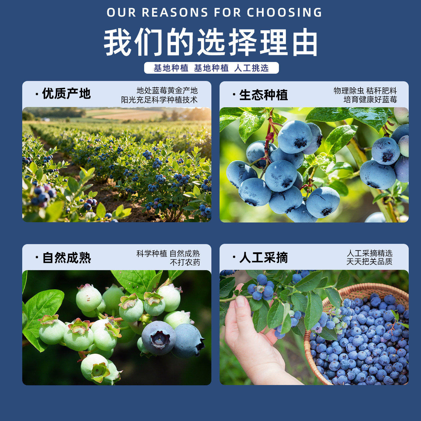 高山云南蓝莓新鲜水果鲜果高端当季现摘花香怡颗蓝梅整箱包邮大果,淘宝优惠券,粉丝福利购,淘宝优惠卷