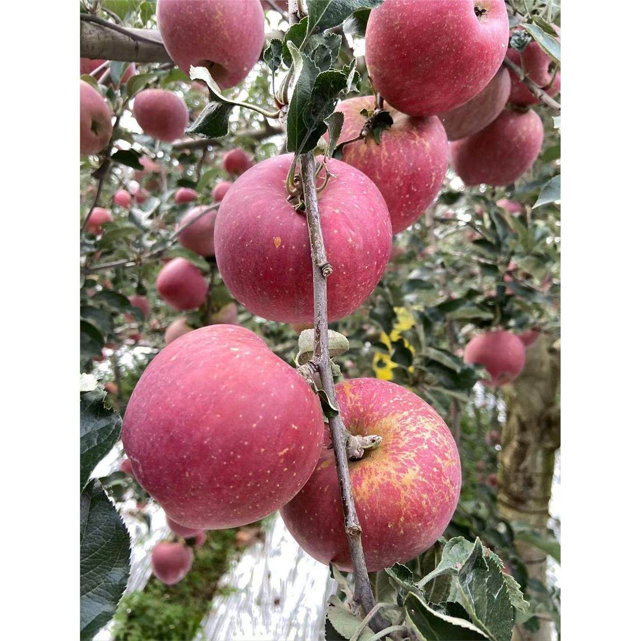 正宗冰糖心丑苹果现摘云南昭通新鲜水果红富士野苹果绍通红露当季,淘宝优惠券,粉丝福利购,淘宝优惠卷