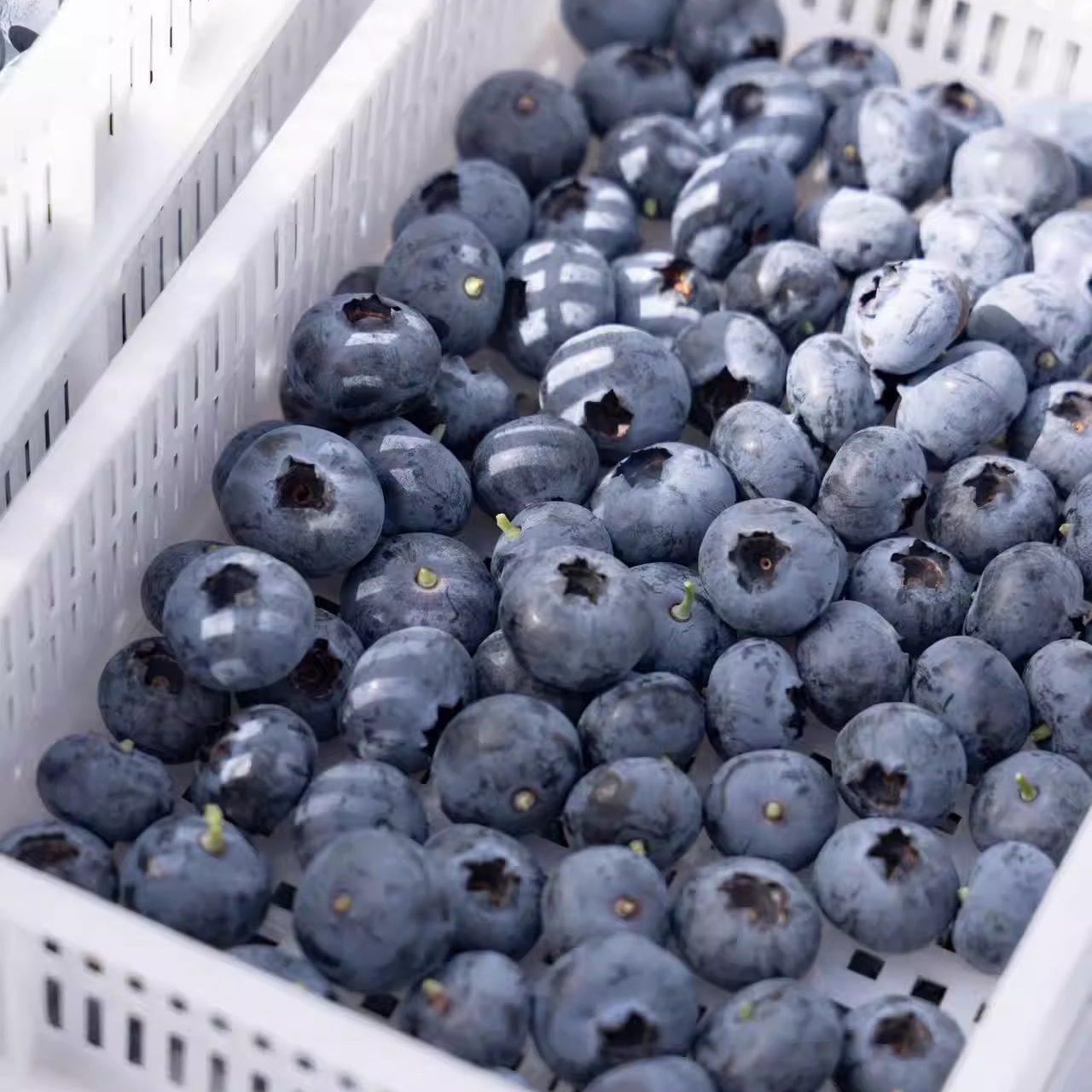 蛋婶儿高原花香蓝莓云南新鲜当季时令水果云南现摘现发星莓顺丰,淘宝优惠券,粉丝福利购,淘宝优惠卷